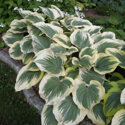 Hosta 'Victory'